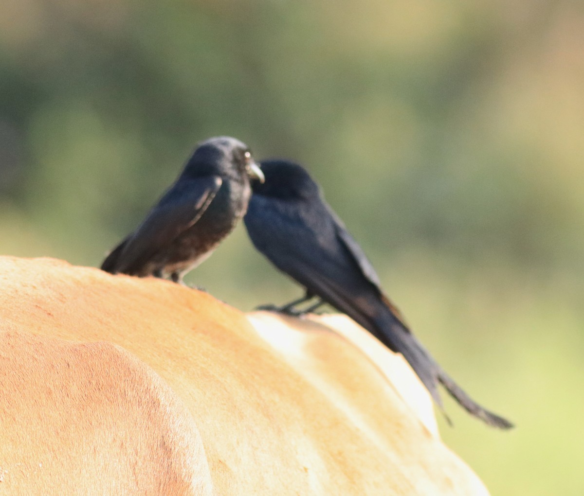 Black Drongo - ML624064905