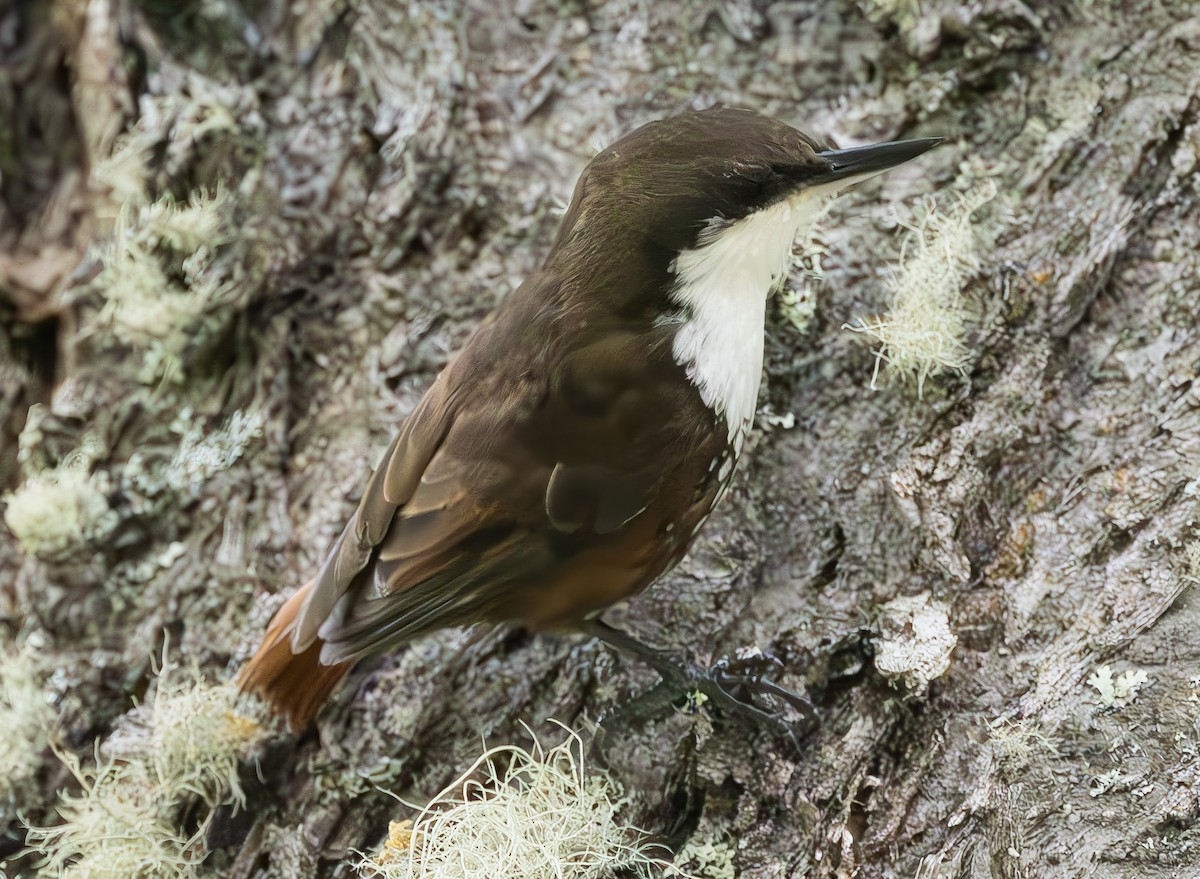 White-throated Treerunner - ML624064915