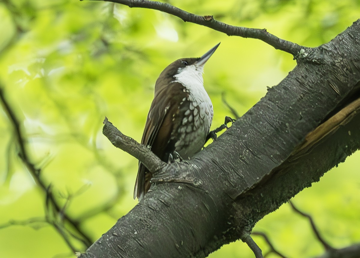 White-throated Treerunner - Peter Kondrashov