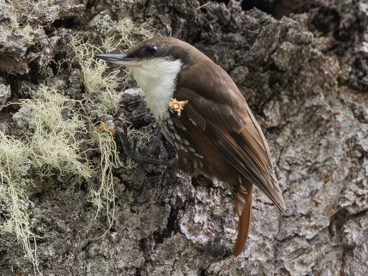 White-throated Treerunner - ML624064917