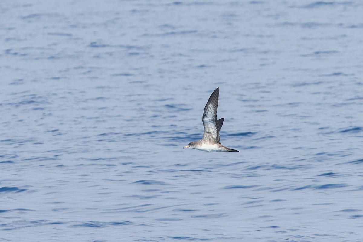 Pink-footed Shearwater - ML624064929