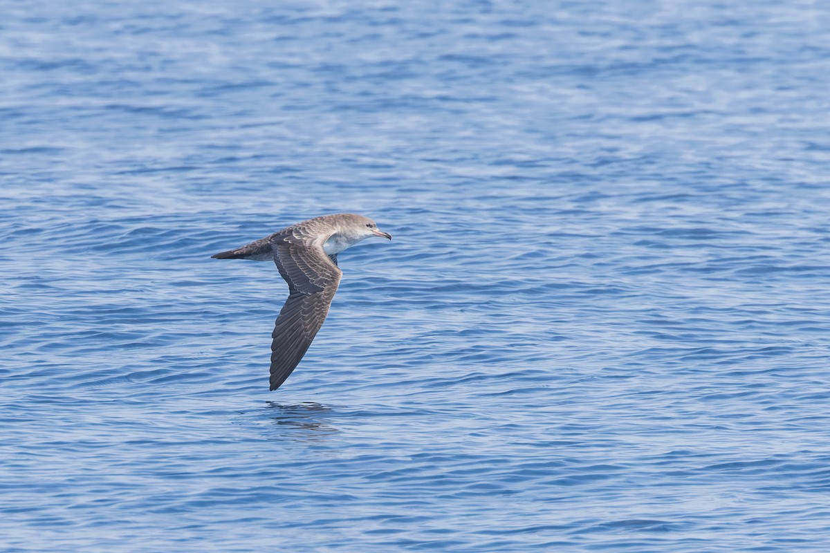 Pink-footed Shearwater - ML624064932