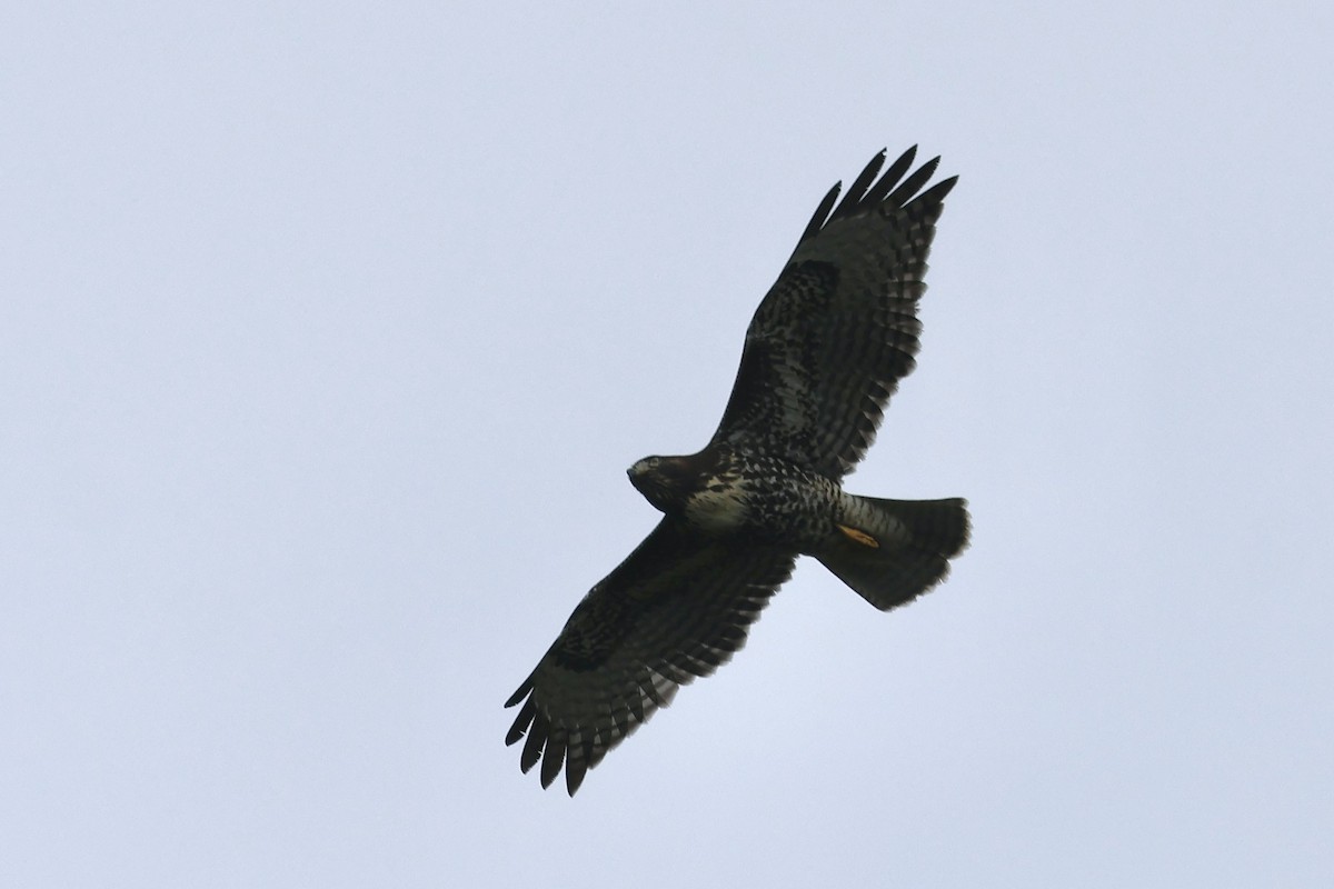 Red-tailed Hawk - Mari Petznek