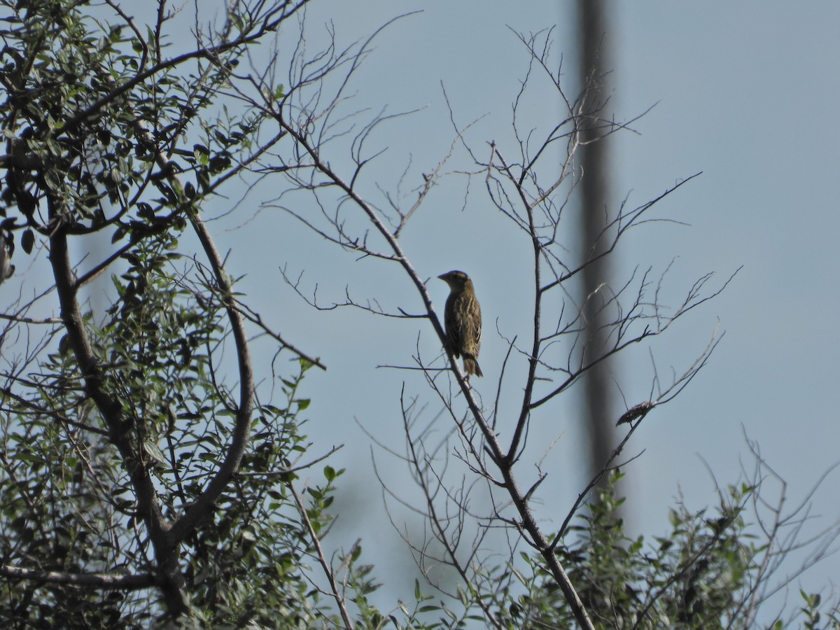 Bobolink - Martha Cartwright