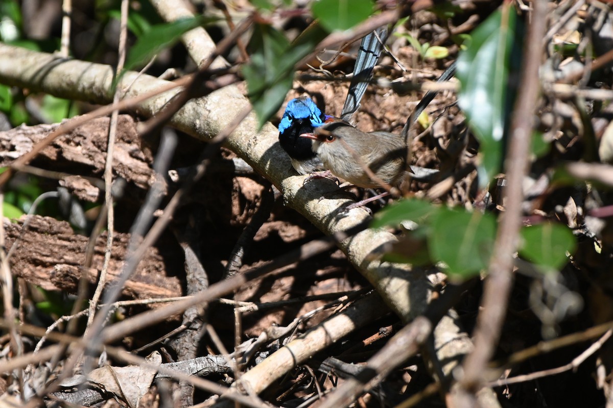 Variegated Fairywren - Hitomi Ward