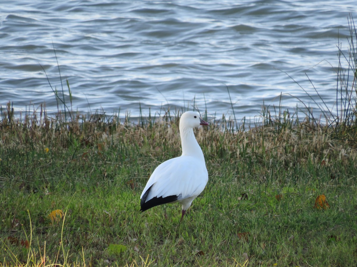 Ross's Goose - ML624064947