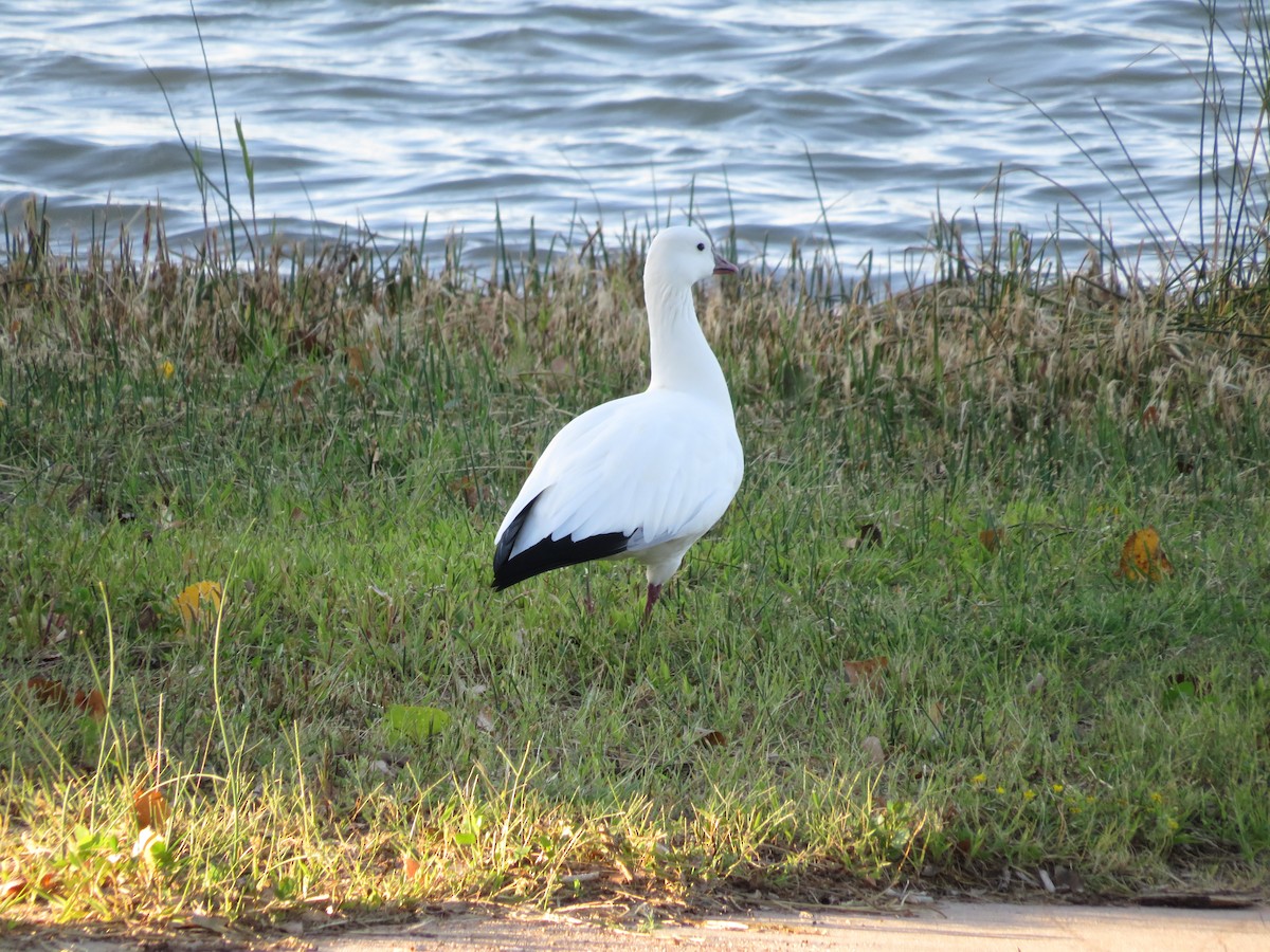 Ross's Goose - ML624064948