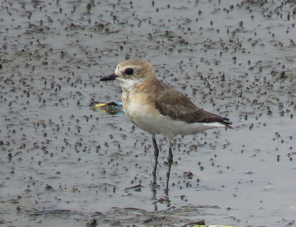 Siberian Sand-Plover - ML624064951