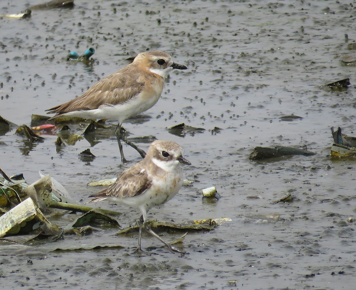 Siberian Sand-Plover - ML624064954