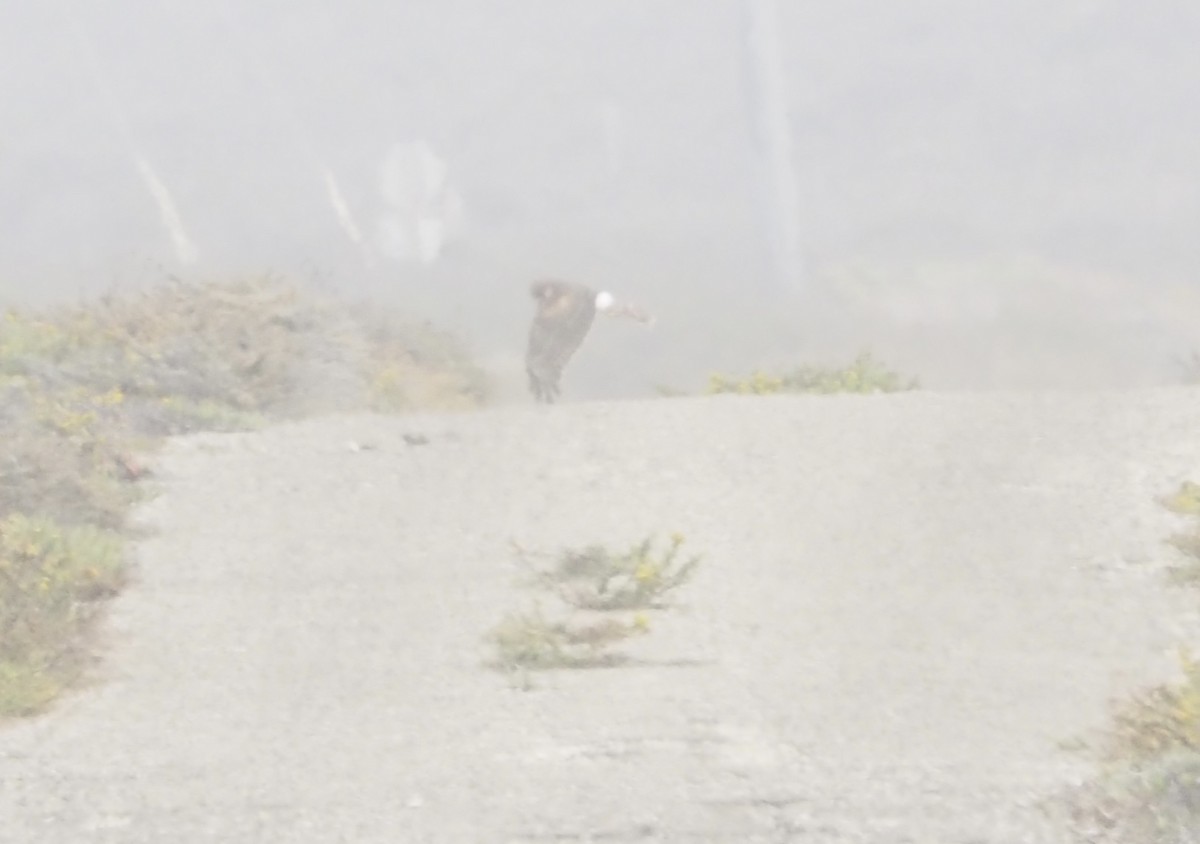 Northern Harrier - ML624064956