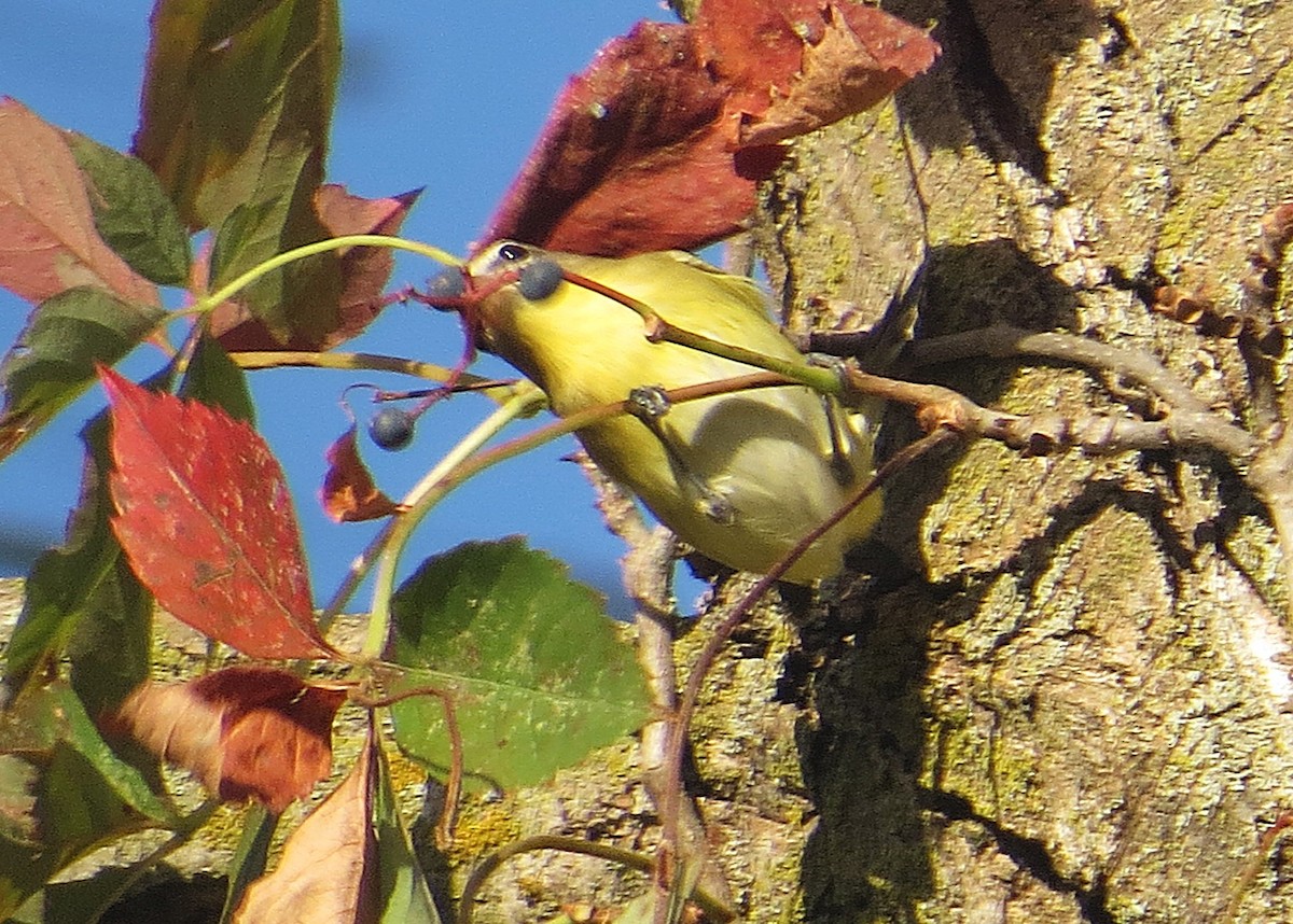 Philadelphia Vireo - ML624064959