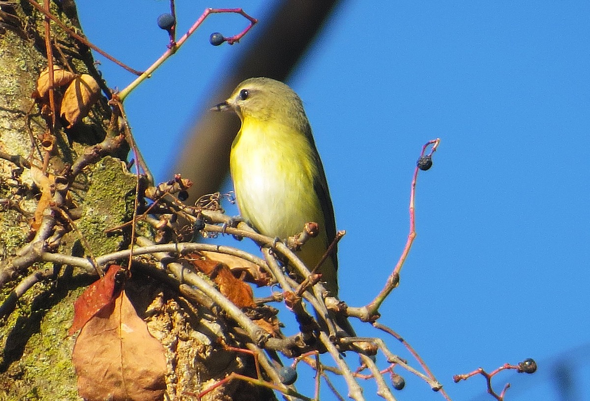 Philadelphia Vireo - ML624064960