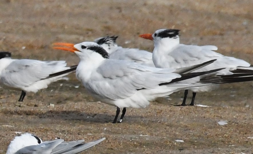 Royal Tern - David True