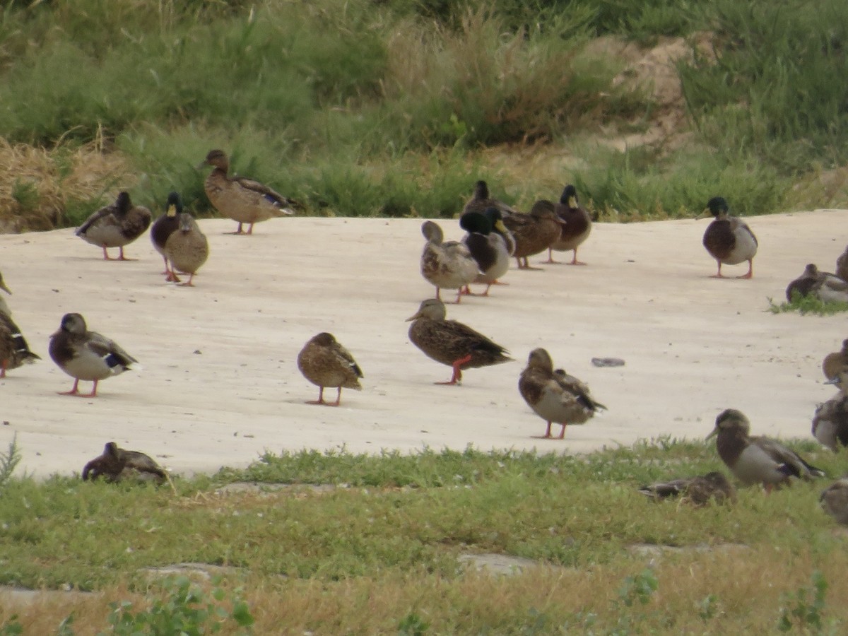 Mottled Duck - ML624064979