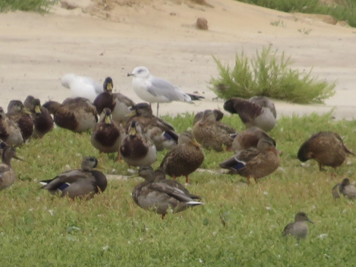 Mottled Duck - Andrew Miller