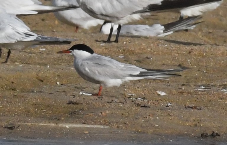 Txenada arrunta - ML624065034