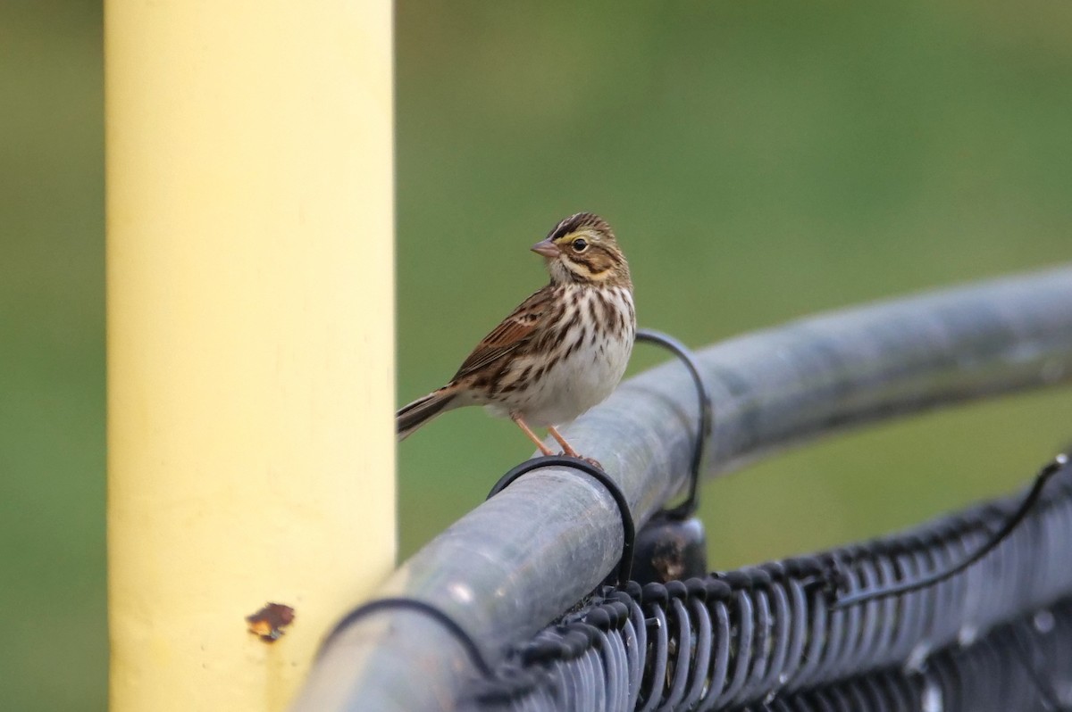 Savannah Sparrow - ML624065037