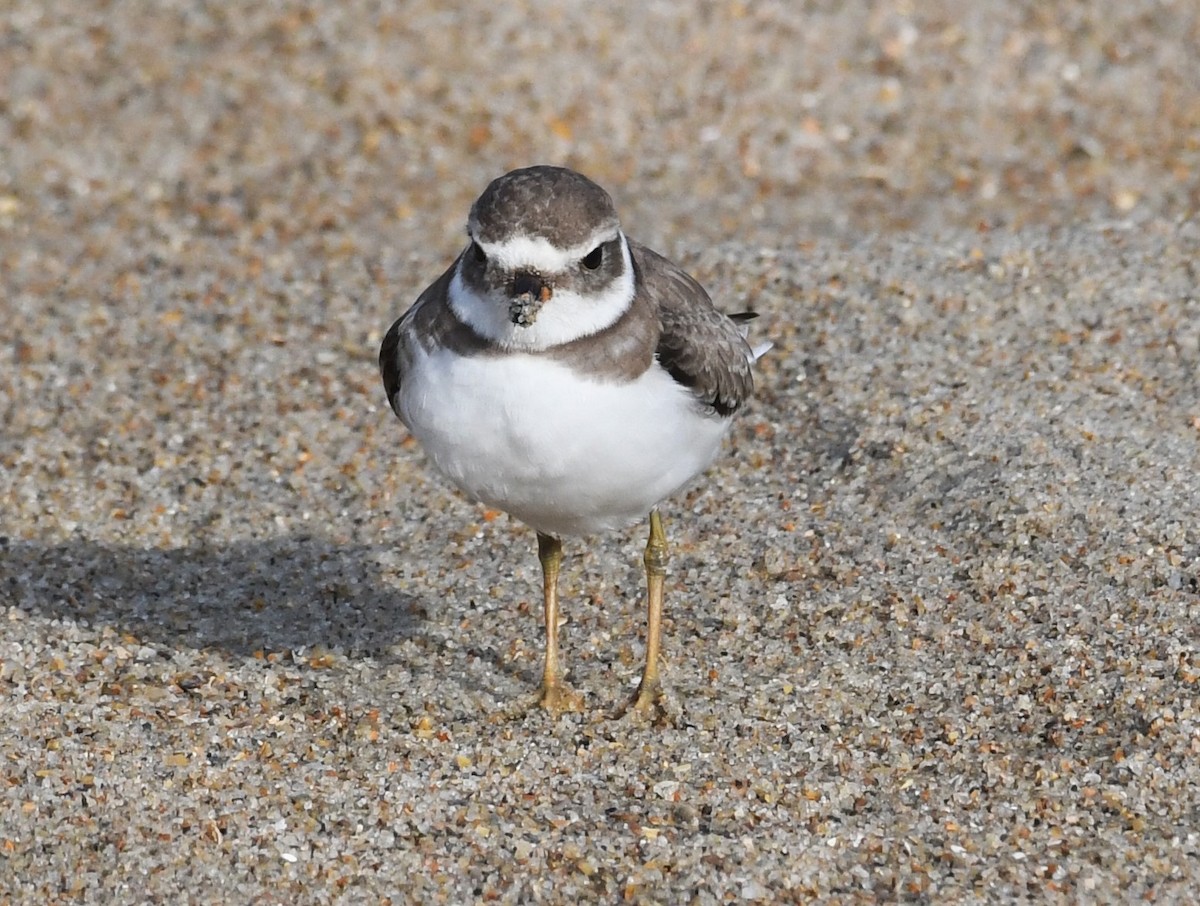 Semipalmated Plover - ML624065053