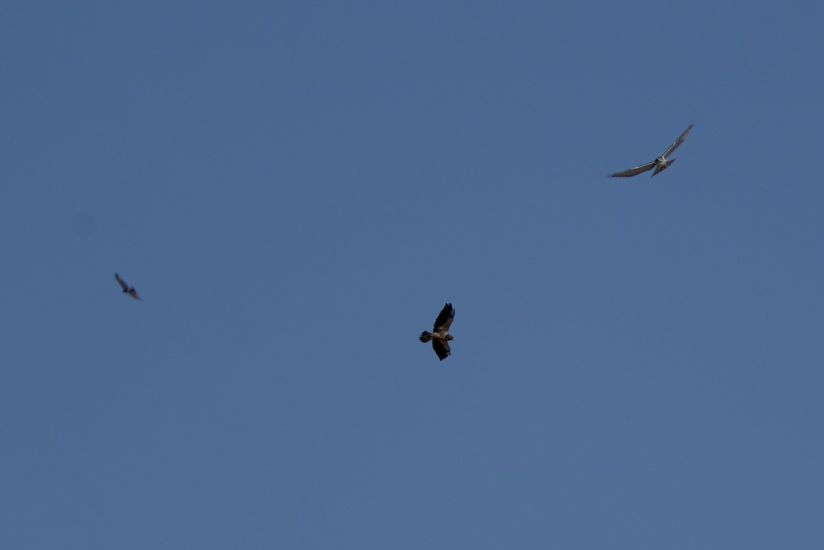 Swainson's Hawk - Kenny Frisch