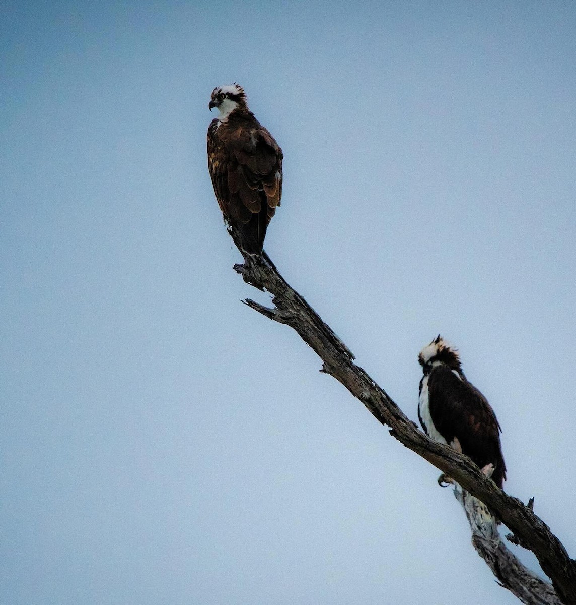 Águila Pescadora - ML624065065