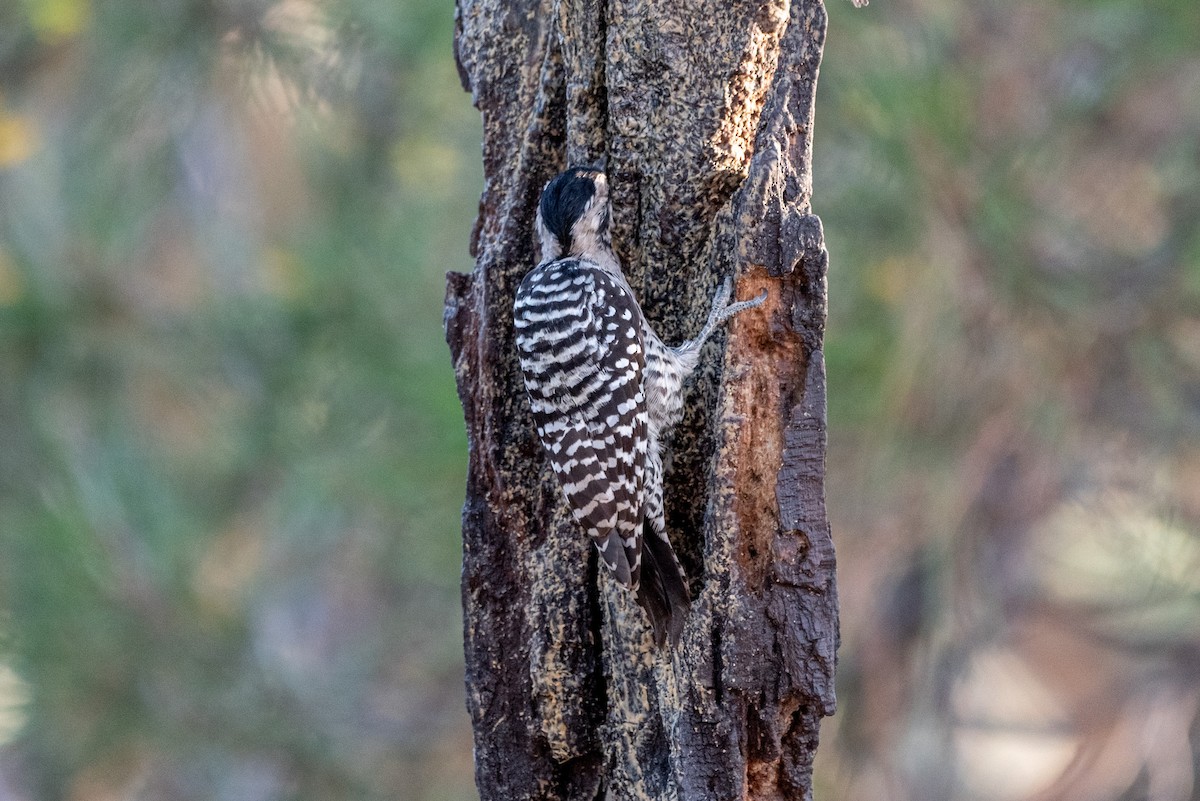 Ladder-backed Woodpecker - ML624065071