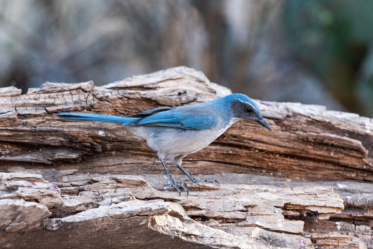 Woodhouse's Scrub-Jay - ML624065073