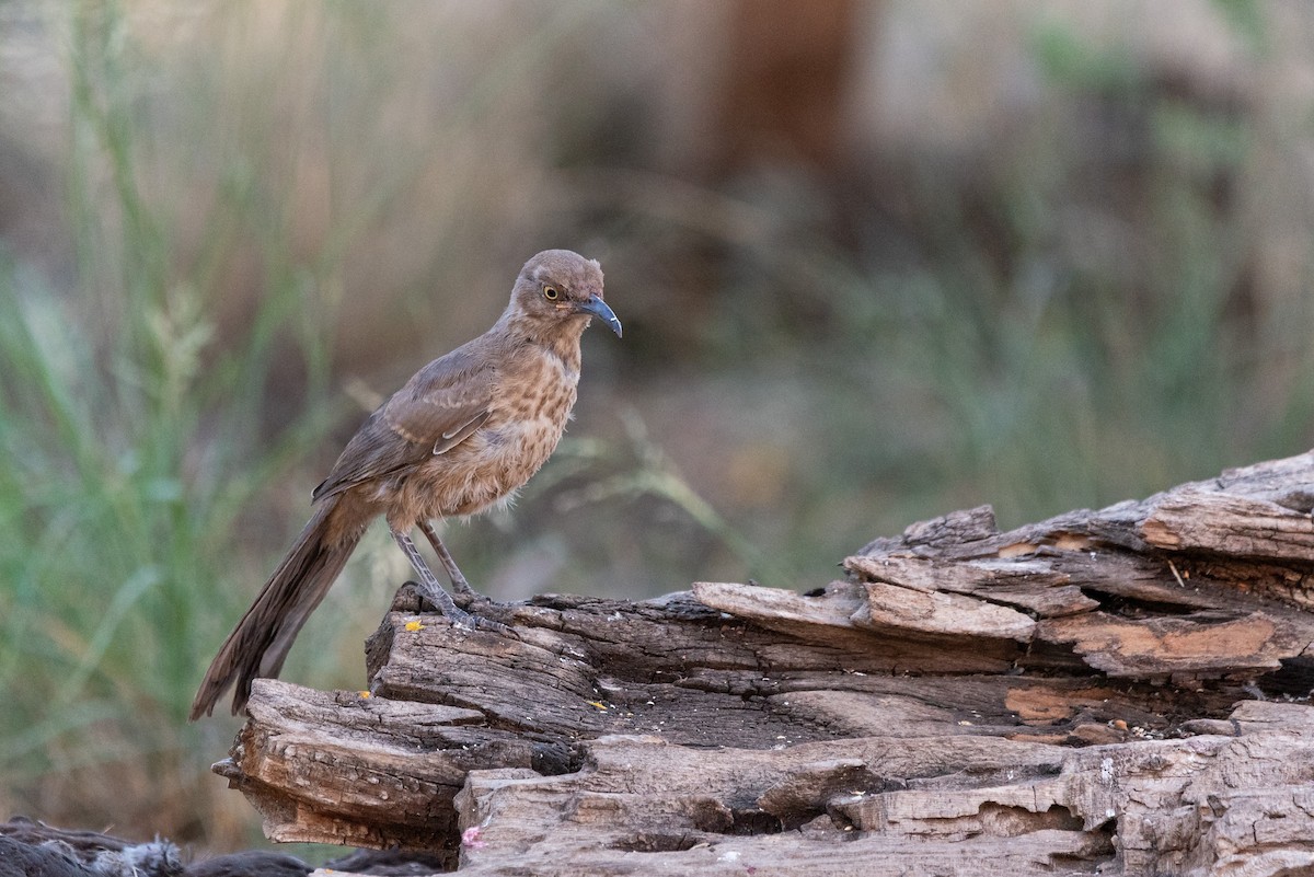 Curve-billed Thrasher - ML624065081