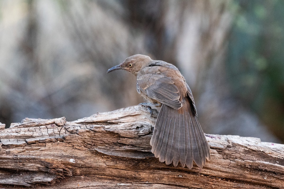 Curve-billed Thrasher - ML624065082