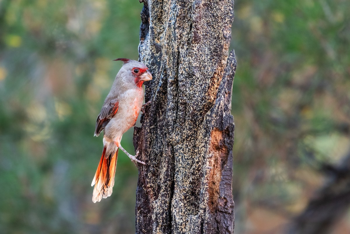 Pyrrhuloxia - Shawn O'Neil