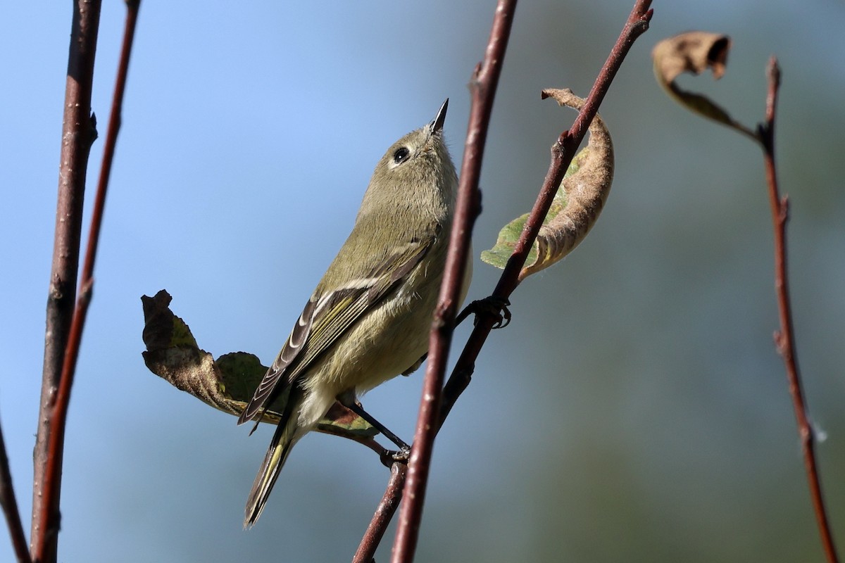 Ruby-crowned Kinglet - ML624065095