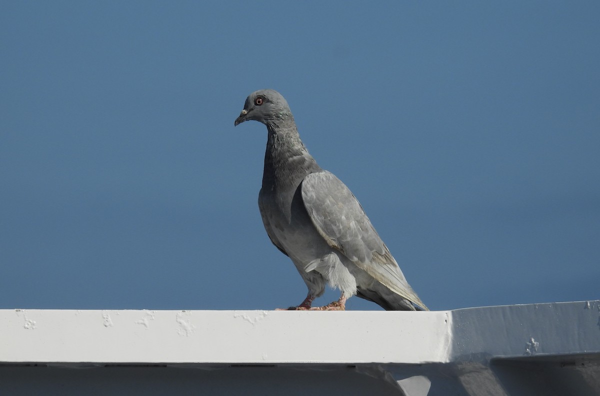 Rock Pigeon (Feral Pigeon) - ML624065101