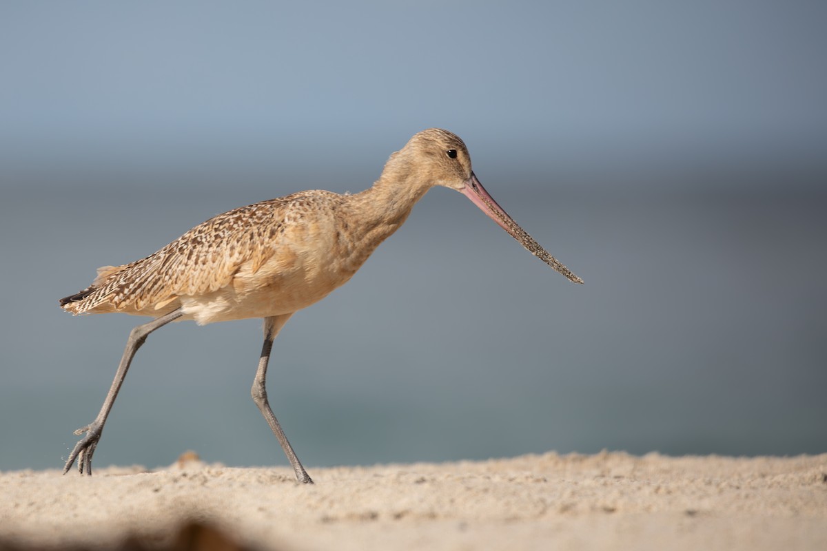 Marbled Godwit - ML624065104