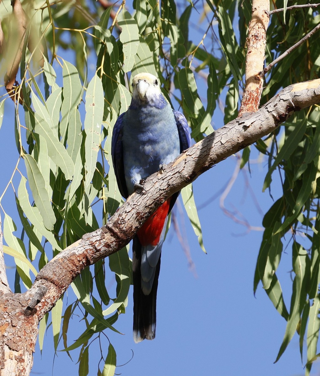 Pale-headed Rosella - ML624065115