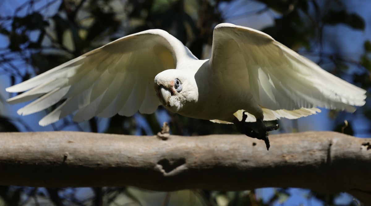 Long-billed Corella - ML624065117