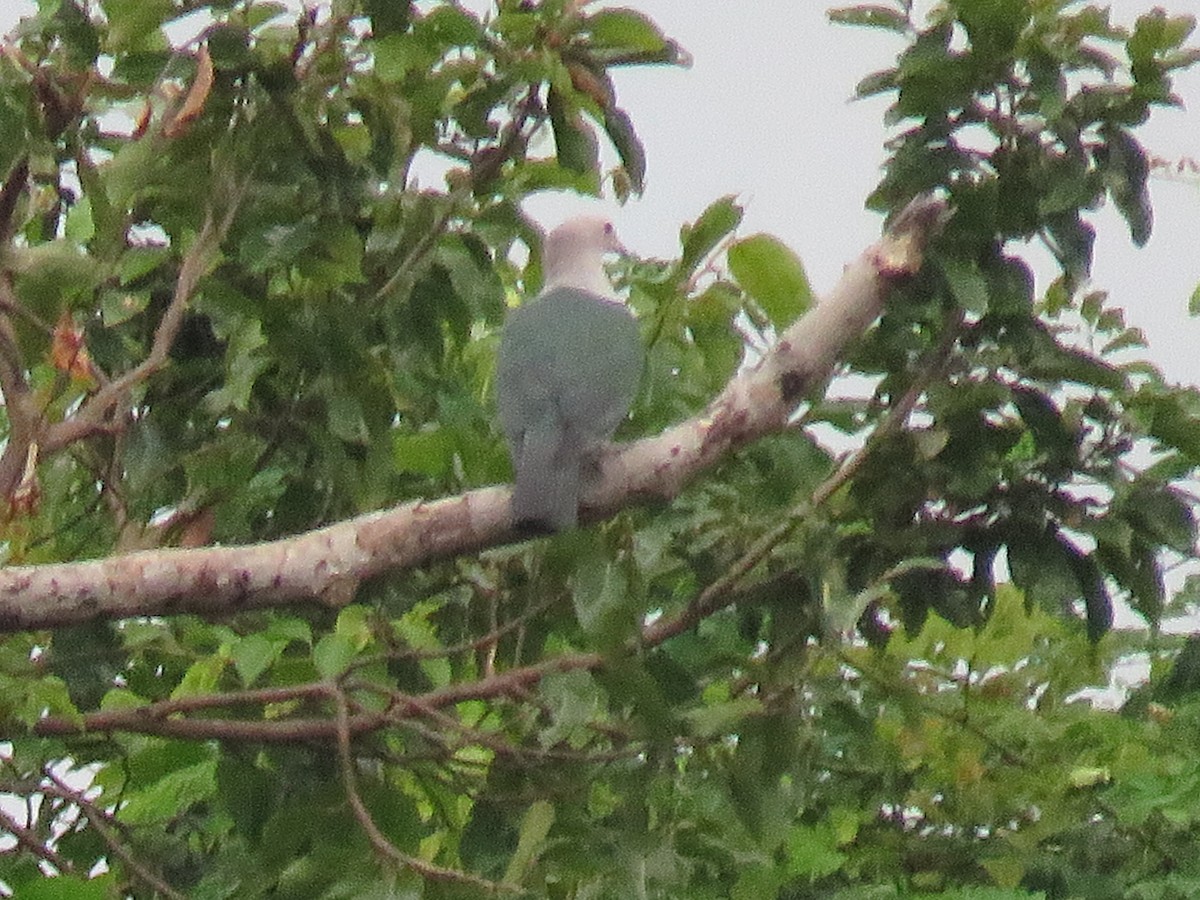 Green Imperial-Pigeon - ML624065144