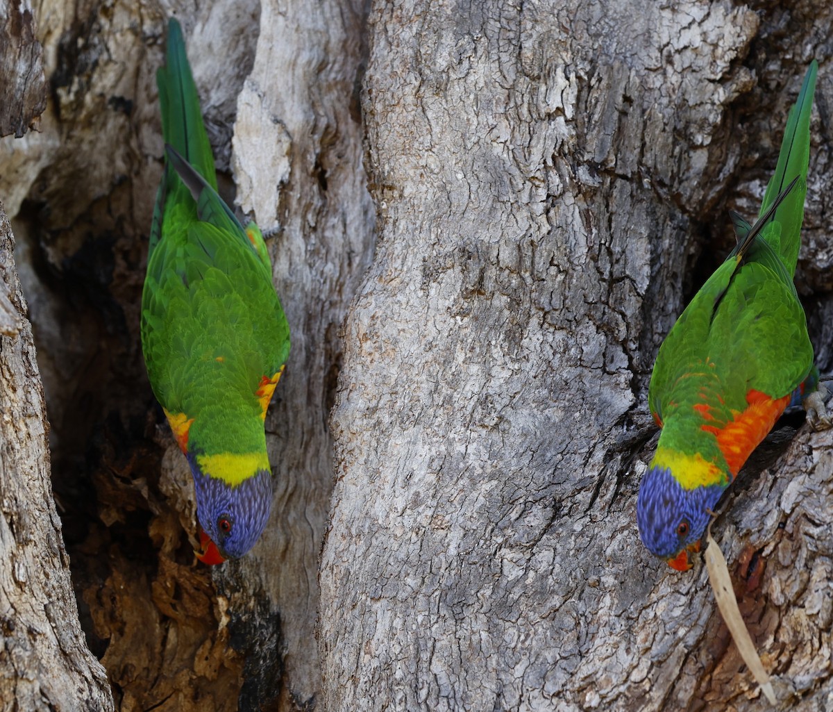 Rainbow Lorikeet - ML624065147