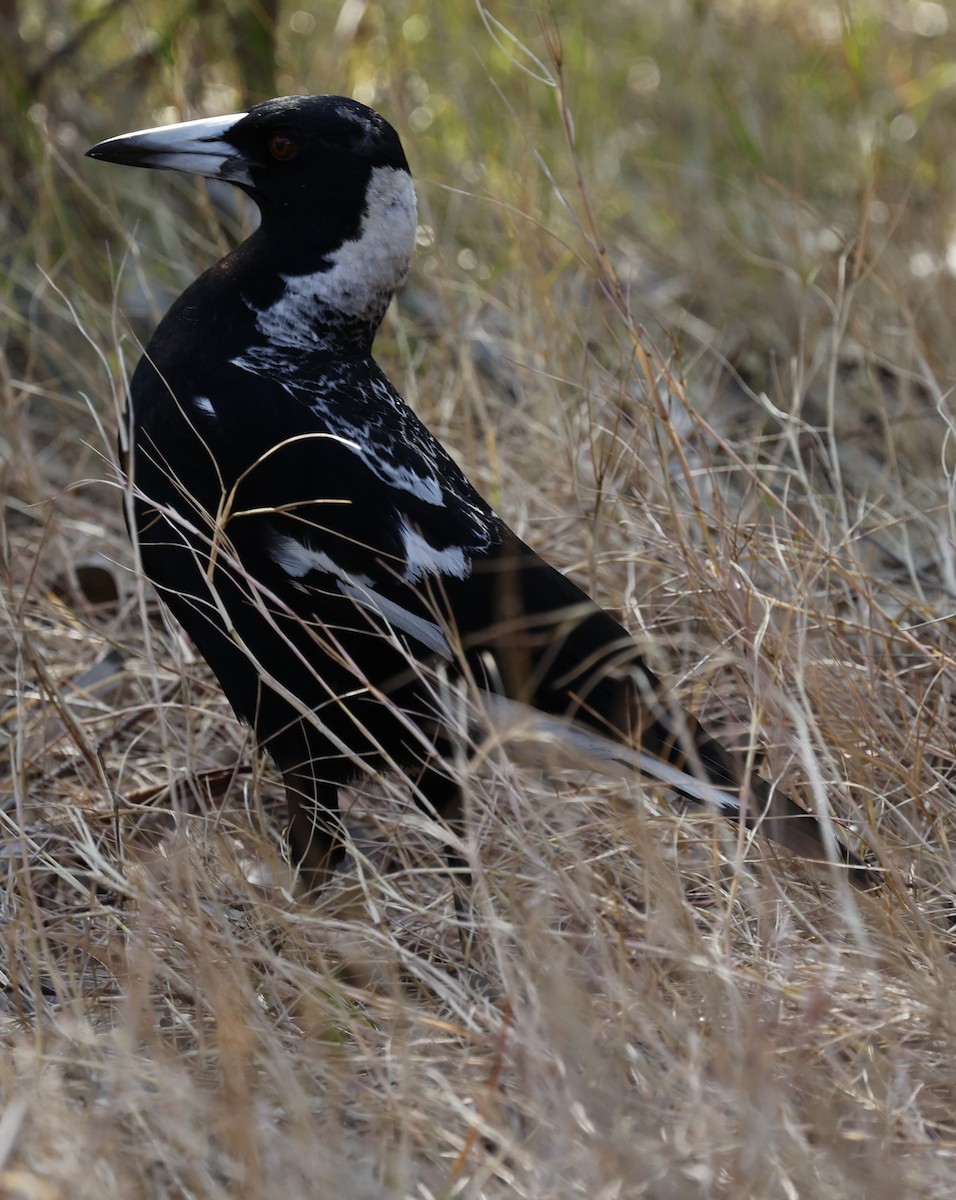 Australian Magpie - ML624065169