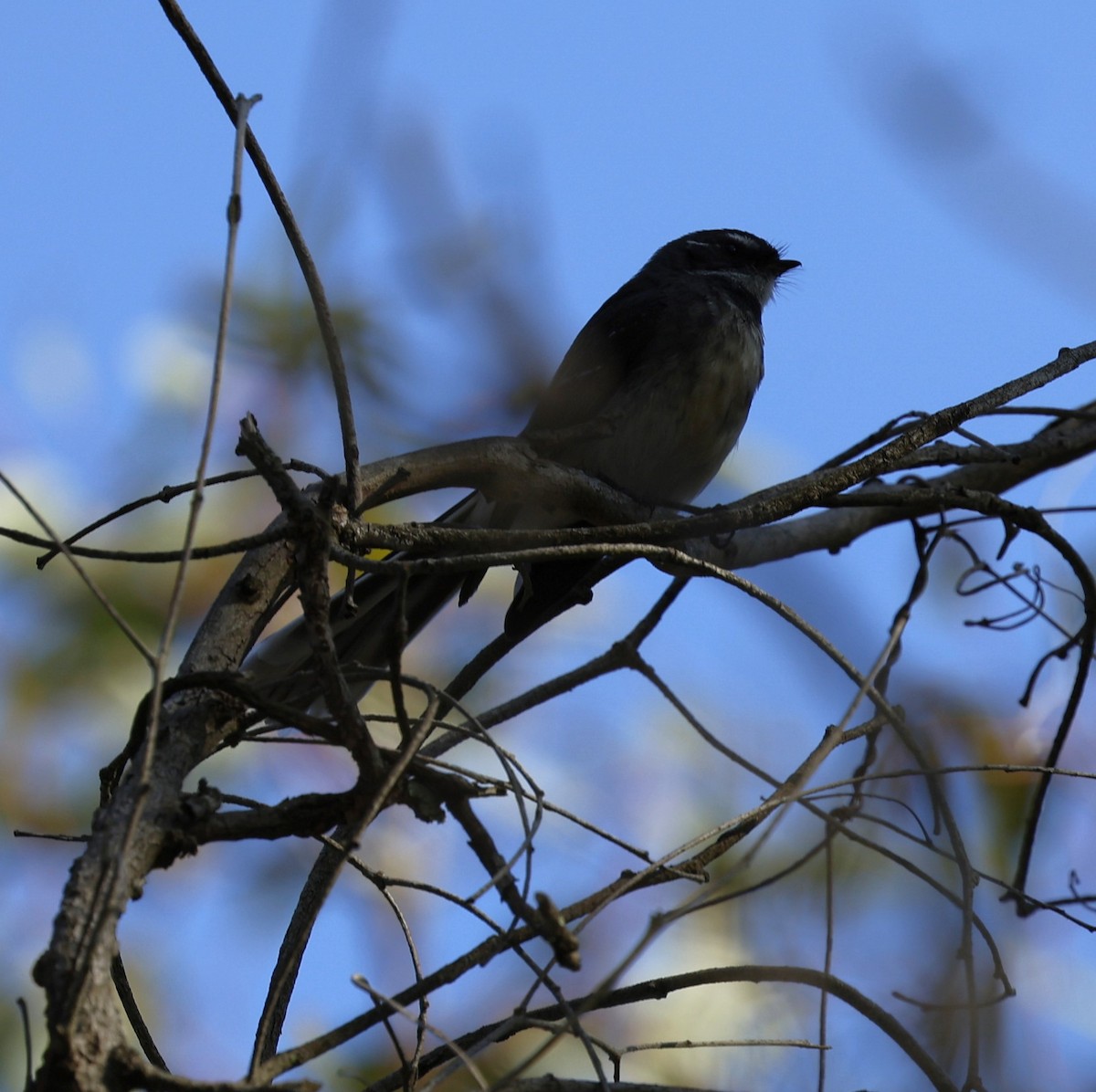 Gray Fantail - ML624065176