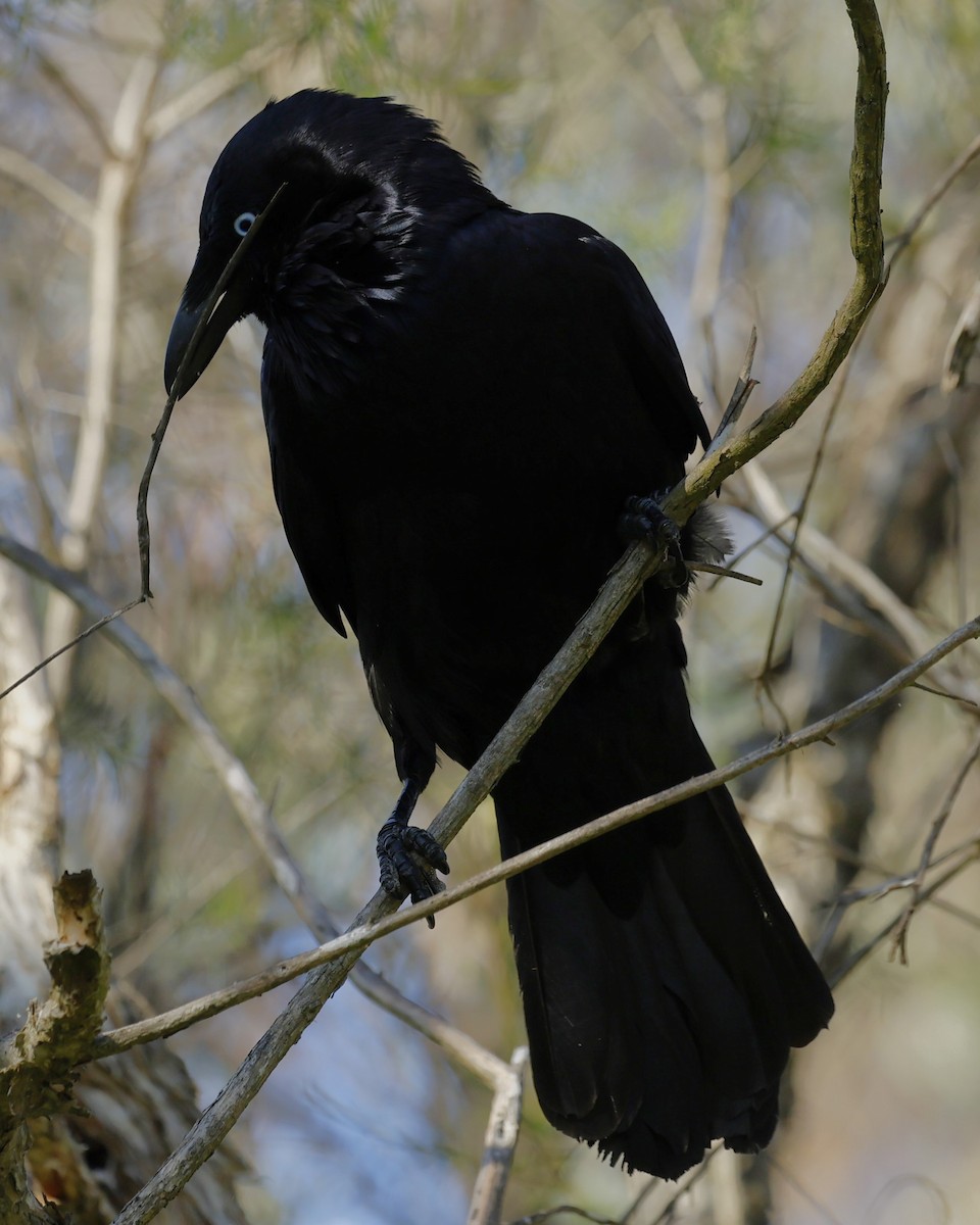 Australian Raven - ML624065180