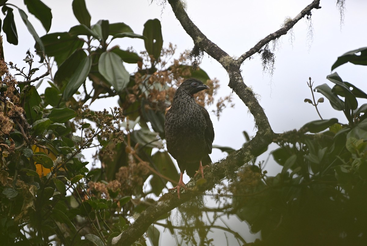 Andean Guan - ML624065187