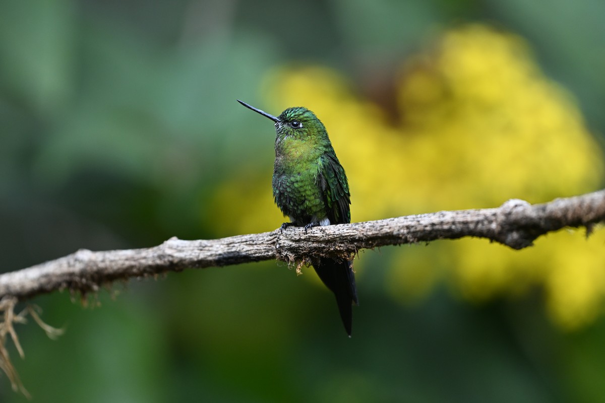 Golden-breasted Puffleg - ML624065188