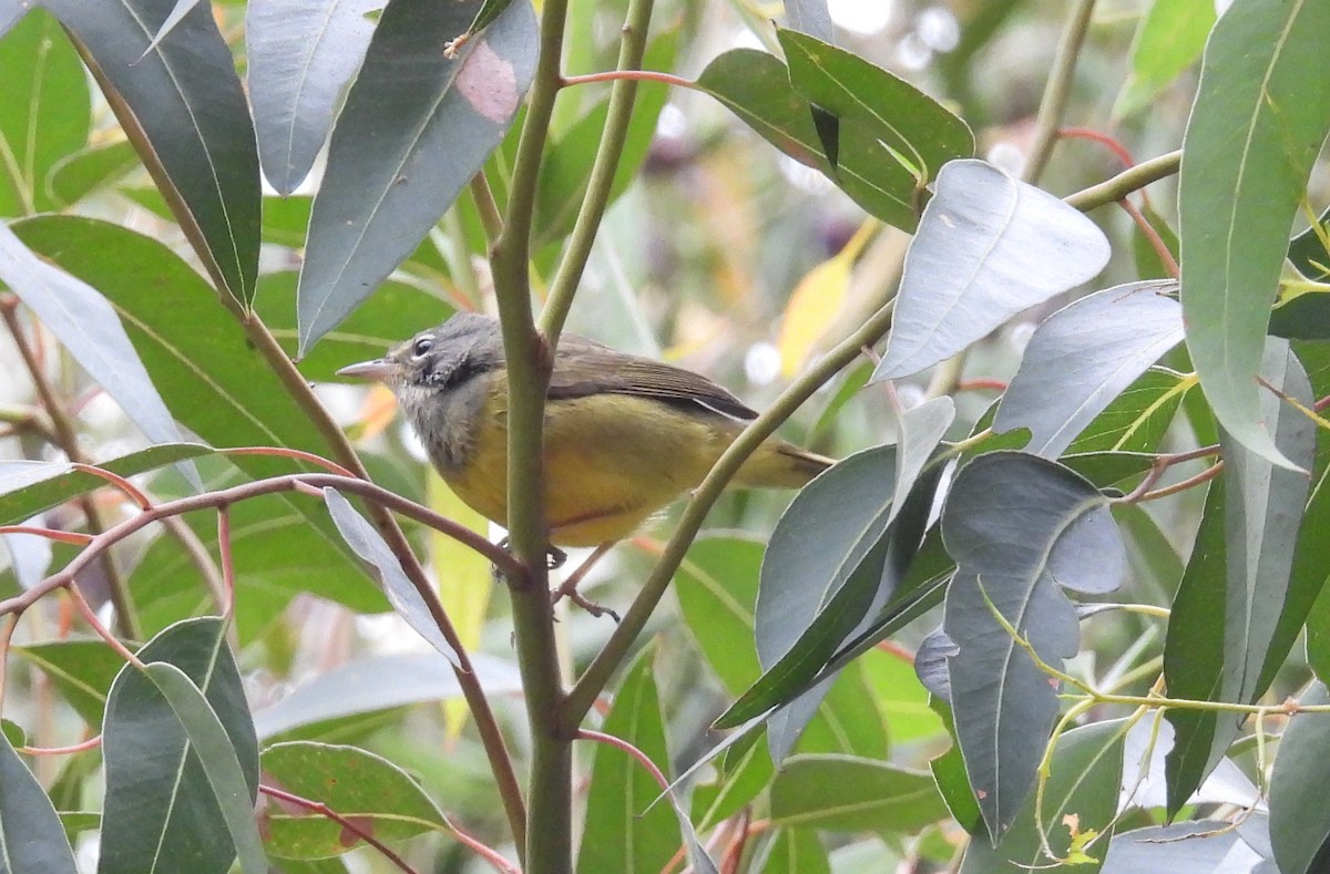 MacGillivray's Warbler - ML624065195