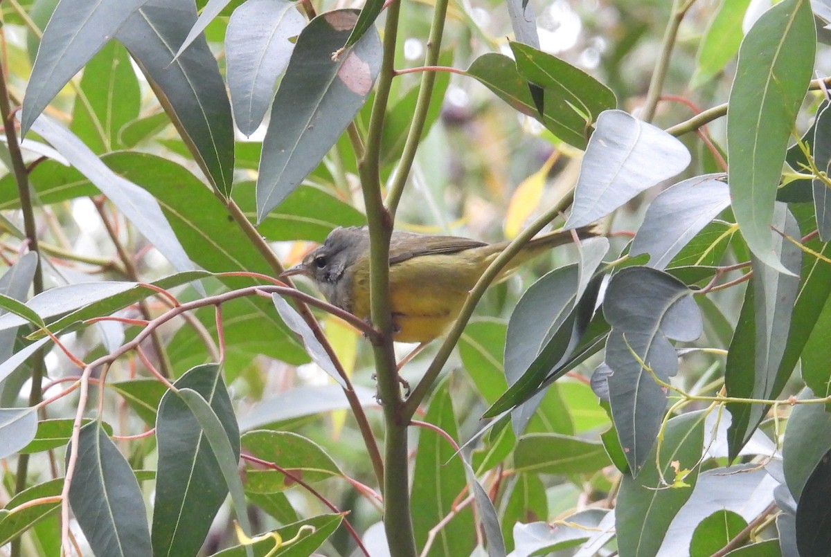 MacGillivray's Warbler - ML624065196