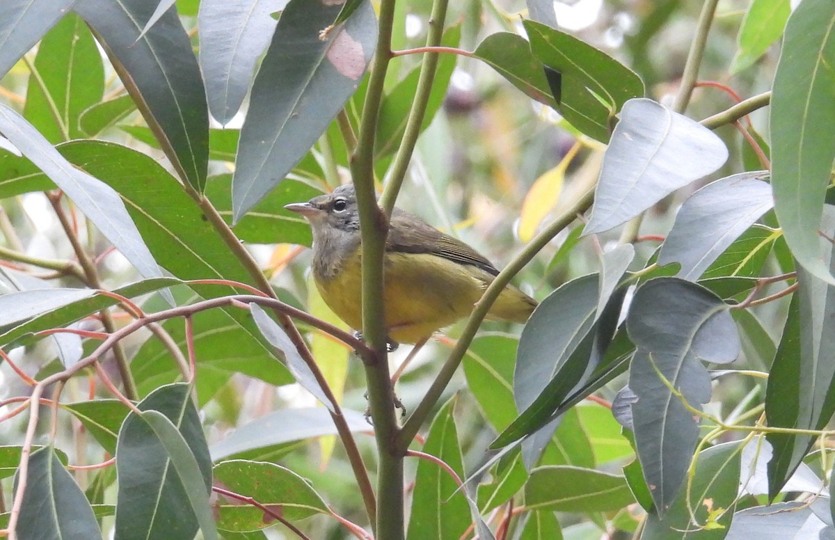 MacGillivray's Warbler - ML624065198