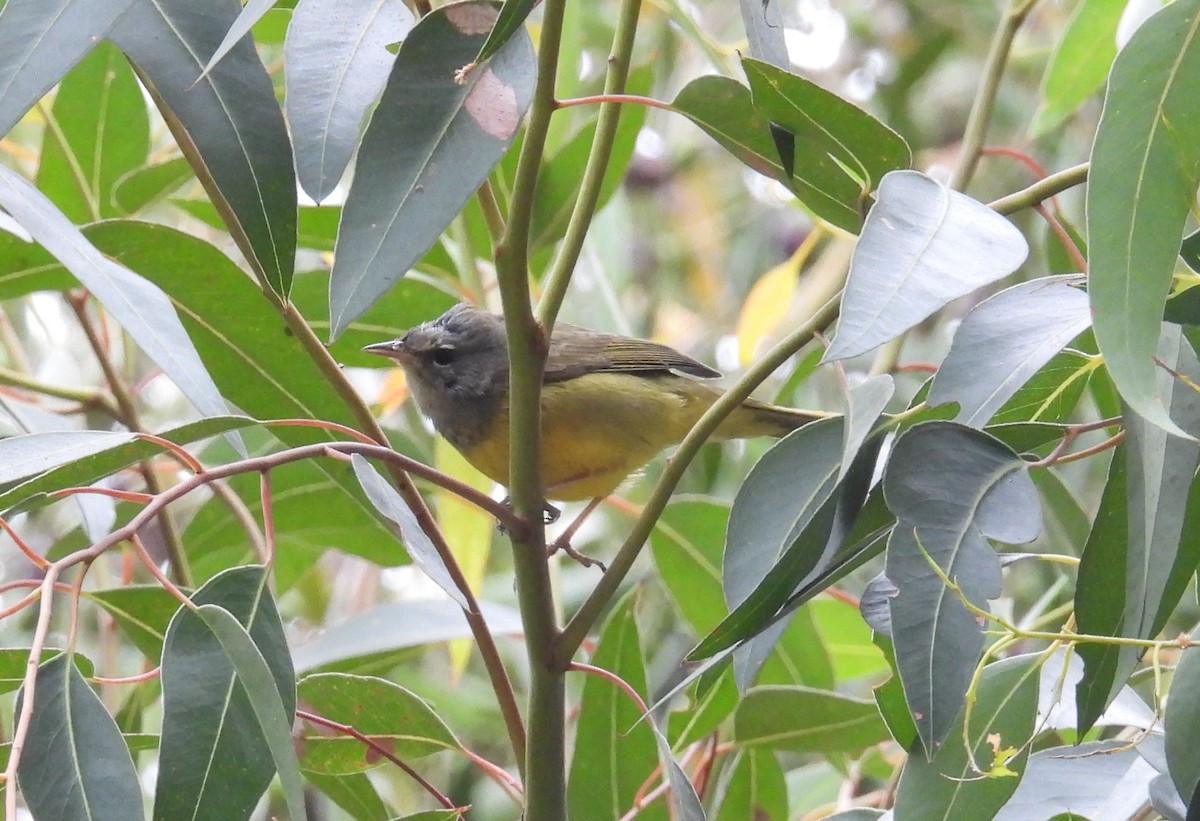 MacGillivray's Warbler - ML624065200