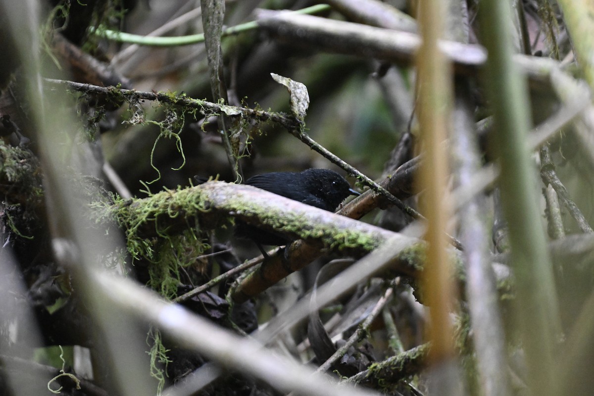 Blackish Tapaculo (Blackish) - ML624065202