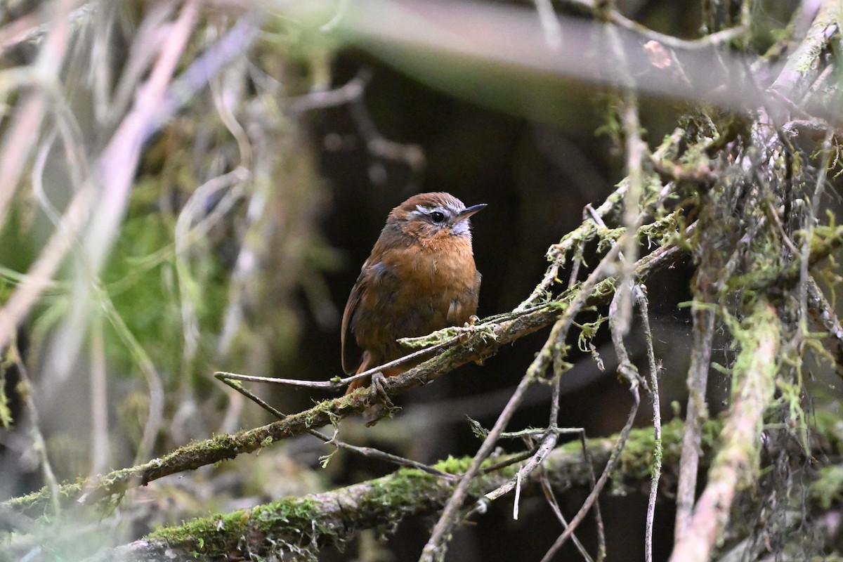 White-browed Spinetail - ML624065203