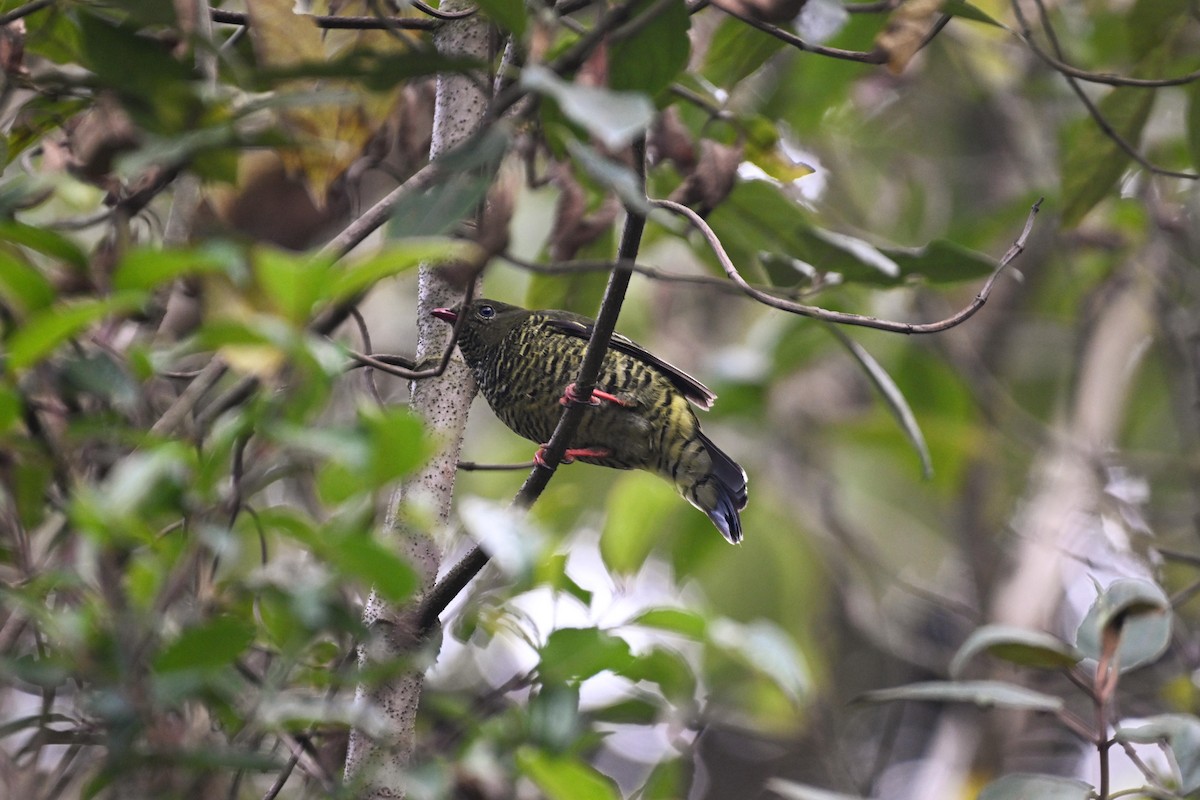 Barred Fruiteater - ML624065205