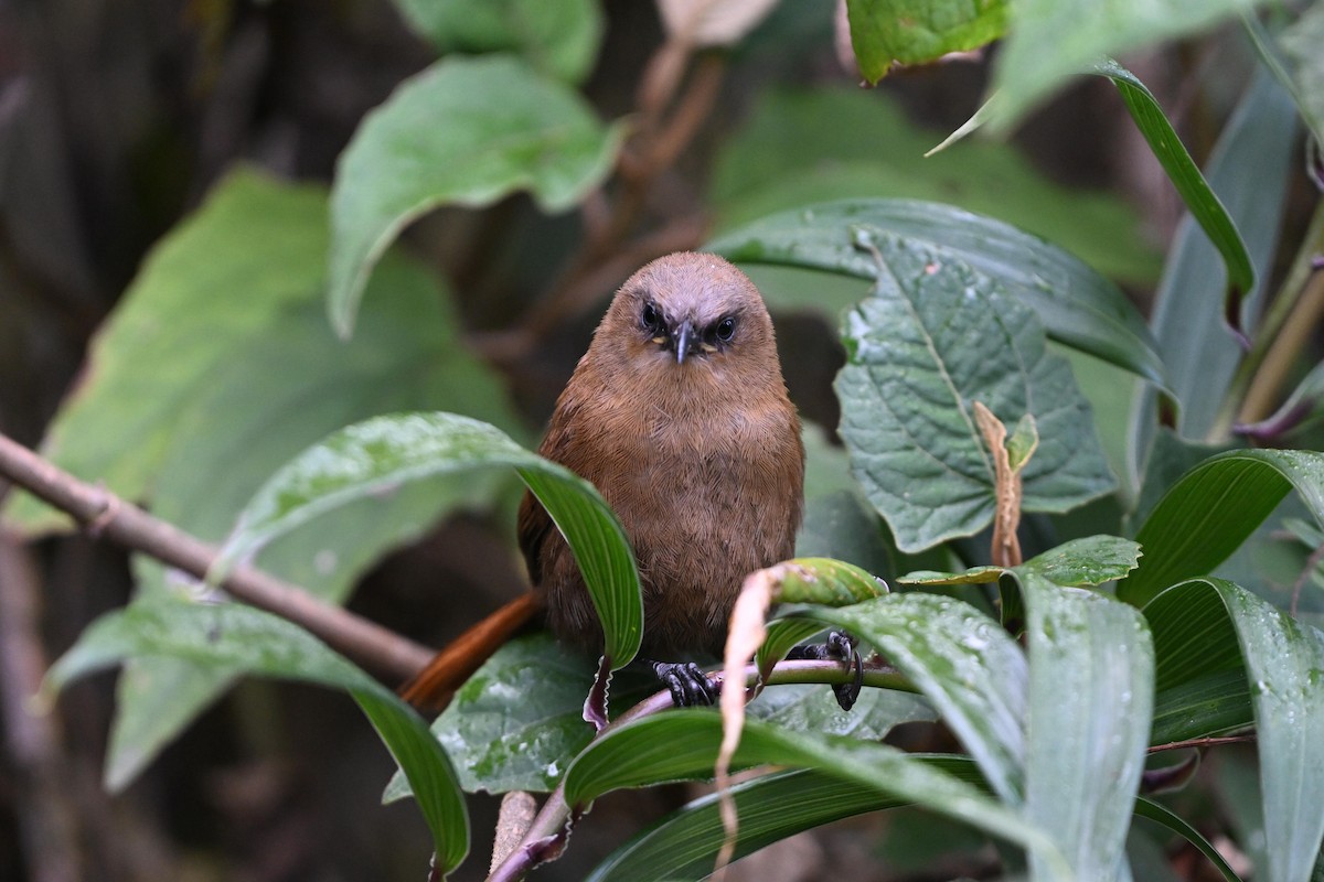 Rufous Wren - ML624065206