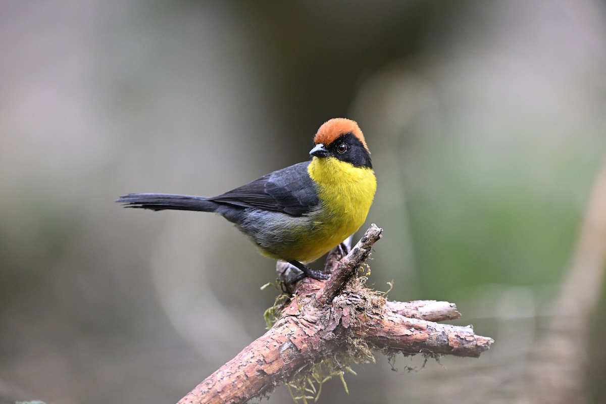 Yellow-breasted Brushfinch (Yellow-breasted) - ML624065210